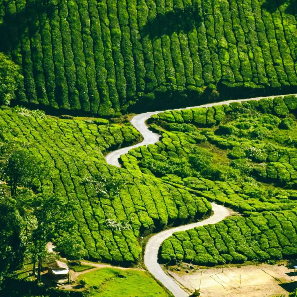 Munnar Tea Plantations