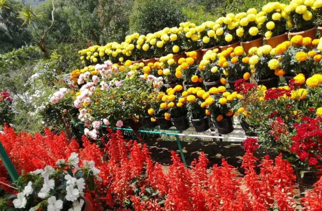 Chennai to Munnar Rose Garden