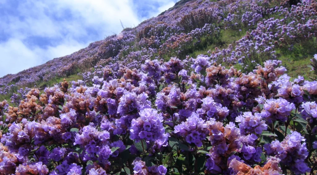 Eravikulam National Park