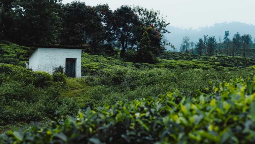 Valparai